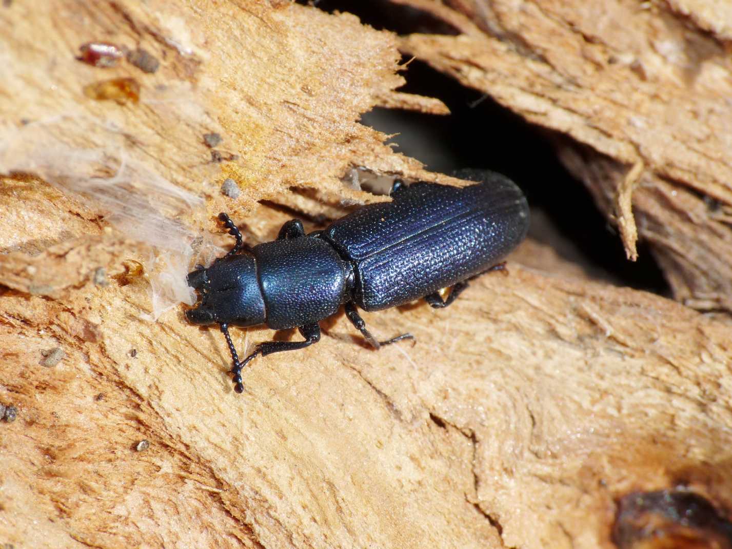 Temnochila caerulea